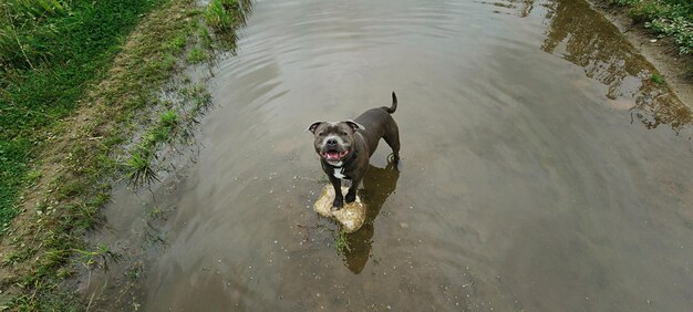 Vrolijke sterke hond die in de zomer in een plas staat