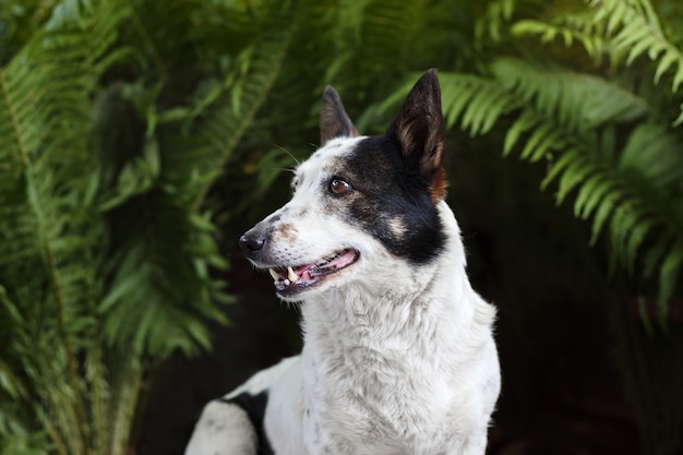 Vrolijke zwart-witte hond kijkt naar links. Groene varen op de achtergrond.