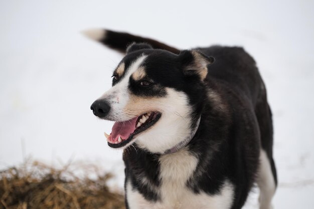 Vrolijke zwart-witte hond lacht en heeft plezier in de winter in de sneeuw aan de ketting voordat hij begint te rennen