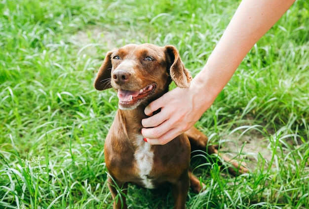 Vrouw aait teckelhond op het gras. Gelukkig huisdier in de natuur. Zomerstemming.