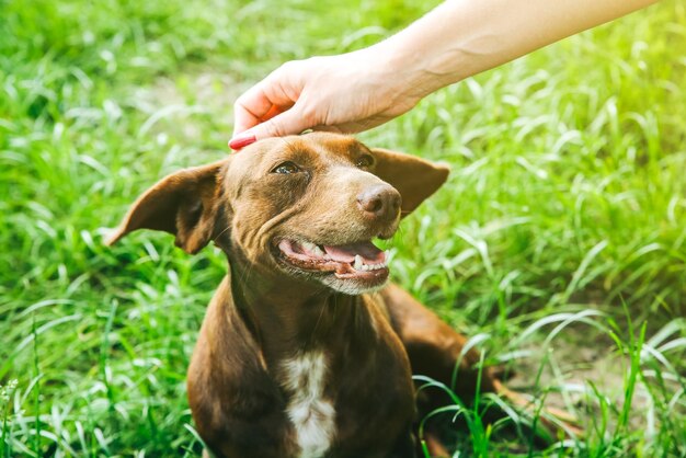 Vrouw aait teckelhond op het gras. Gelukkig huisdier in de natuur. Zomerstemming.