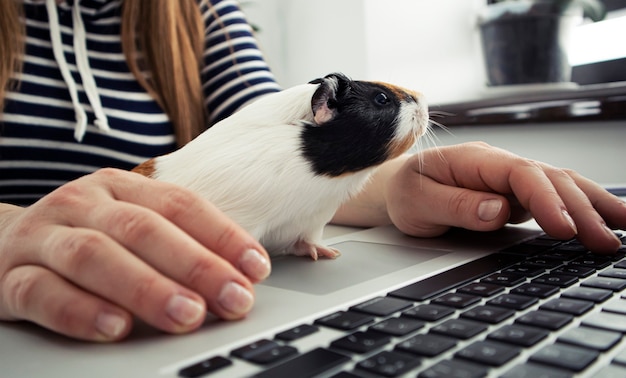 Vrouw aan het werk met laptop en cavia zitten in de buurt van haar