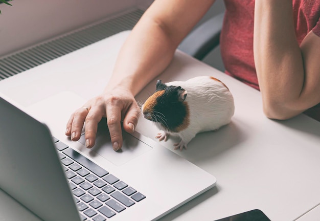 Vrouw aan het werk met laptop en kleine cavia die bij haar zit