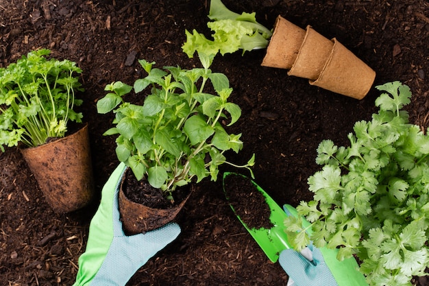 Vrouw aanplant van jonge zaailingen van sla salade in de moestuin.