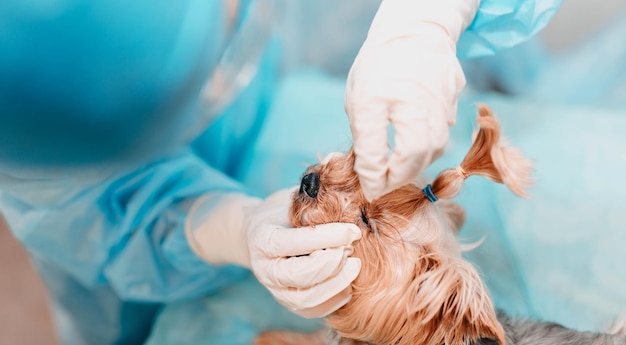 vrouw arts dierenarts controleert ogen van yorkshire terrier hond