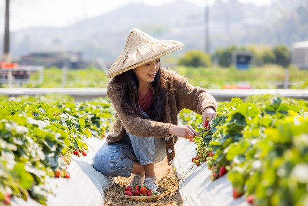 Vrouw bezoekt aardbeienveld en plukt aardbeien