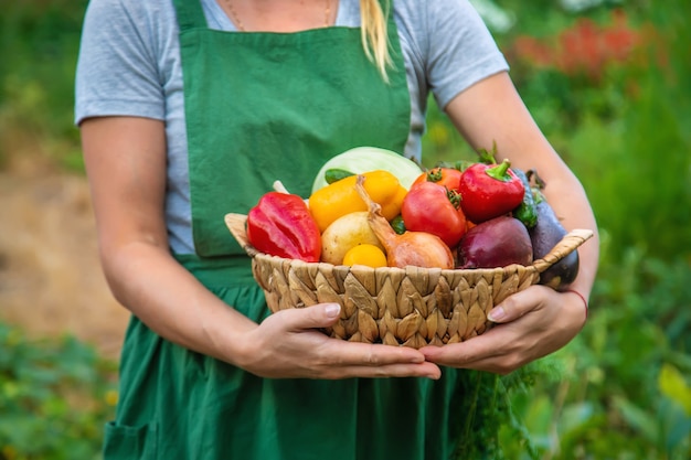 Vrouw boer in de moestuin met een oogst van groenten. Selectieve aandacht. Voedsel.