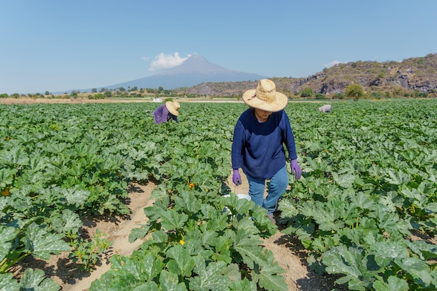 Vrouw boer staande in courgettes veld