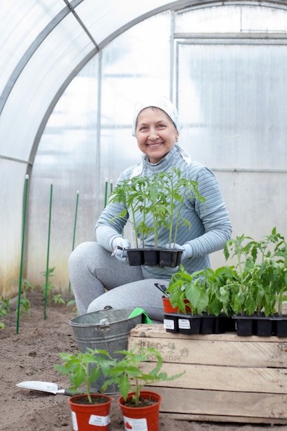 Vrouw boer transplanteert tomatenzaailingen in kas