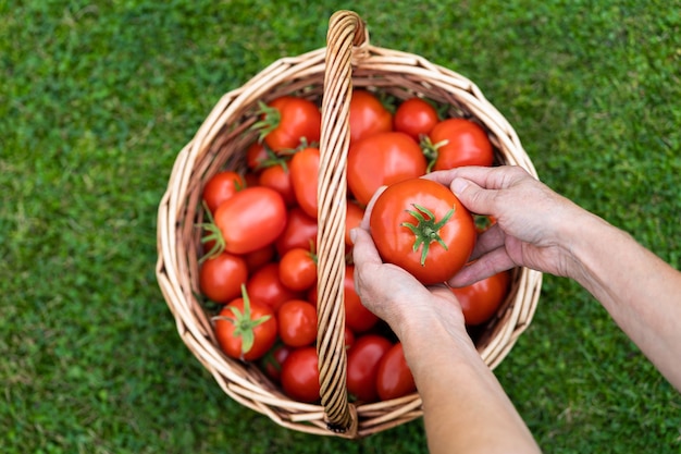 Vrouw boeren handen met geoogste rijpe tomaten, mand met vers geplukte tomaten op gras