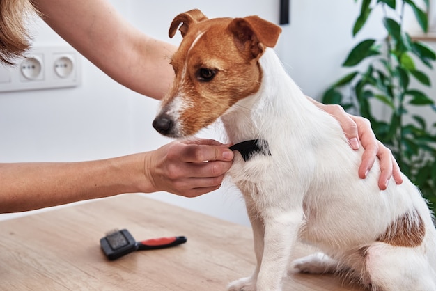 Vrouw borstelen hondeneigenaar kammen jack russell terrier huisdier zorg