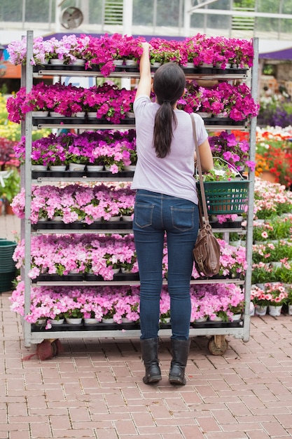 Vrouw die bloem van de planken neemt