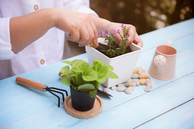 Vrouw die bloemen plant in bloempot op houten lijst