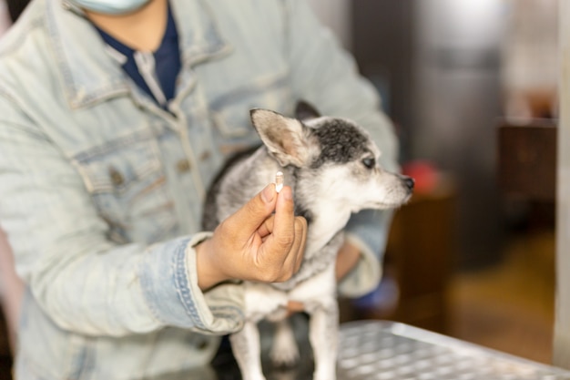 Vrouw die de chihuahua-hond met pil geeft.