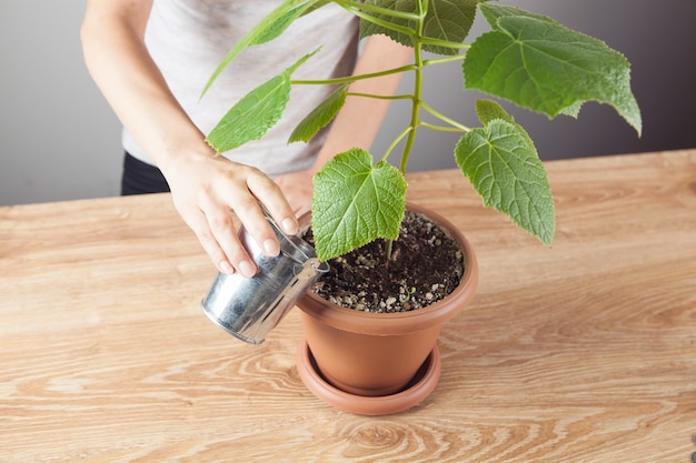 Vrouw die een boom in een pot water geeft