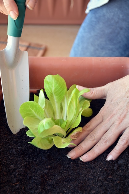 Vrouw die groenten thuis met een schop plant