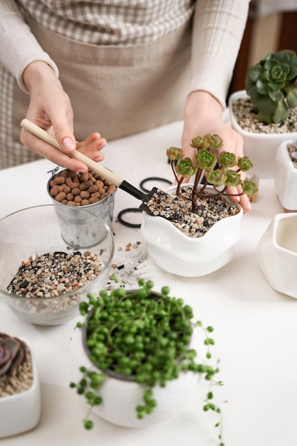 Vrouw die grond toevoegt aan de pot met Aeonium-huis tijdens het planten van oppotten