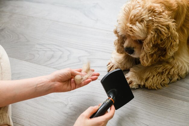 Vrouw die haar Amerikaanse Cocker Spaniel thuis borstelt