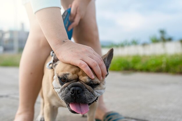 Vrouw die haar gelukkige Franse bulldog op straat aaien