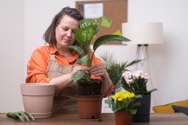 Vrouw die huisplanten verzorgt nadat ze zijn overgebracht naar verse pot dieffenbachia grondbemesting