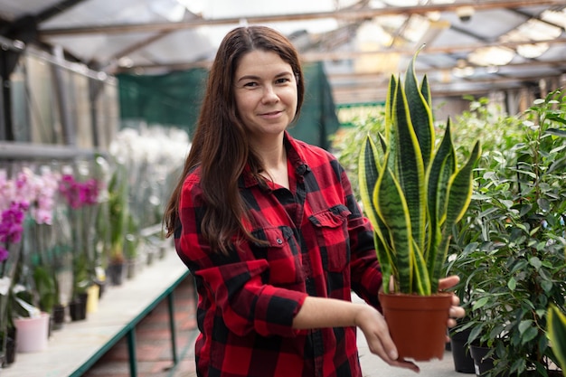 Vrouw die in handen pot met sansevieria in potplant shopping concept houdt