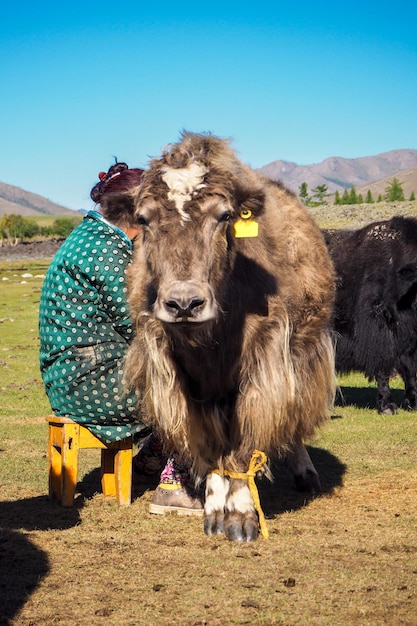 Vrouw die jak melkt in de Orkhon-vallei in Mongolië