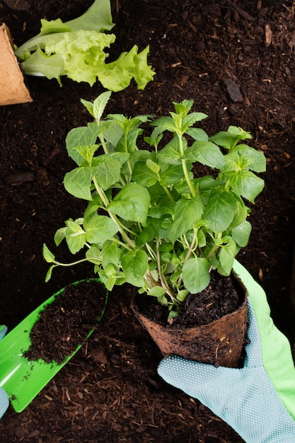 Vrouw die jonge zaailingen van slasalade plant in de moestuin.