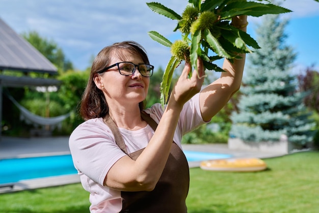 Vrouw die kastanje vruchten aanraakt op een boom in de tuin