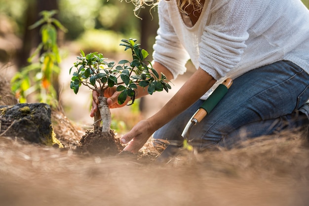 Vrouw die kleine zaailing plant in de grond plant terwijl ze in de lente op de grond in de tuin knielt. Handen van vrouw die jonge boom plant