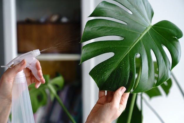 Vrouw die Monstera kamerplant sproeit, hydrateert de bladeren tijdens het stookseizoen thuis. Verzorging van planten