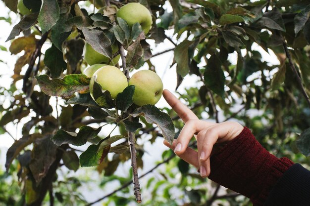 Vrouw die op groene appelen op een tak richt