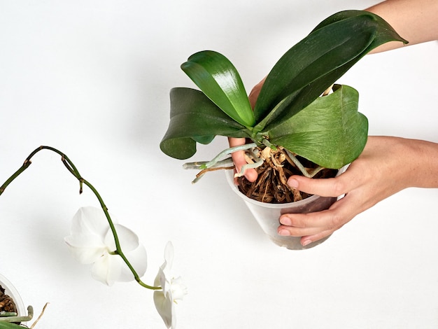 Vrouw die orchidee thuis overplant