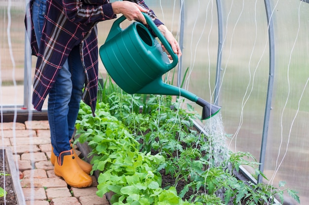 Vrouw die planten water geeft in een kas