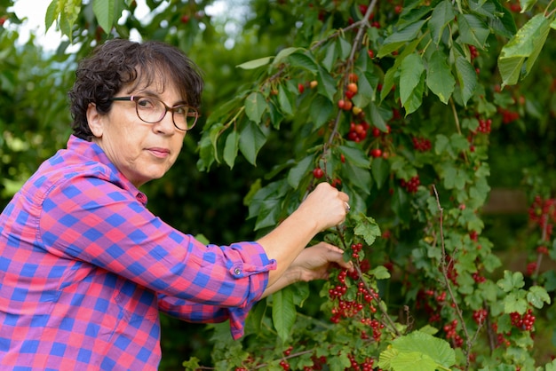 Vrouw die rode kers van boom in de zomertuin plukt