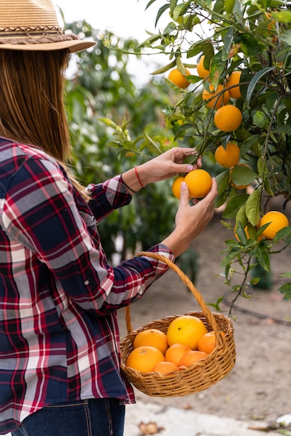 Vrouw die sinaasappelen van een boom neemt. Organische tuinconcepten.