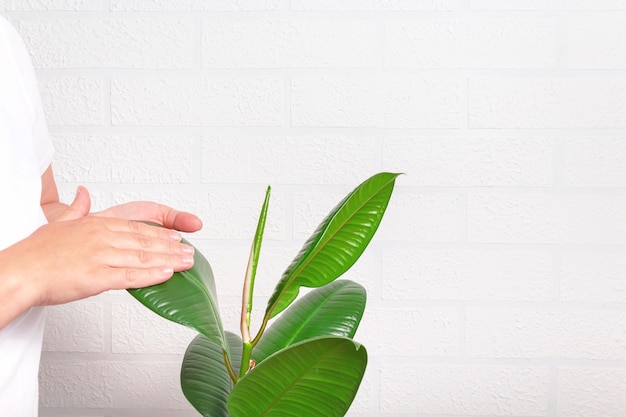 Vrouw die stof van plant met hand schoonmaakt