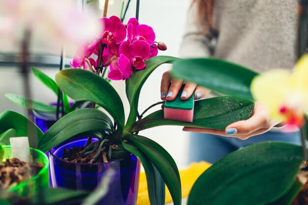 Vrouw die stof verwijdert van orchideebladeren met een spons. Huisvrouw die voor huisplanten zorgt. Hobby