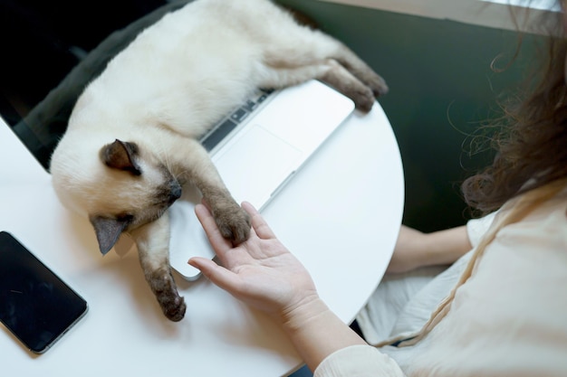 Vrouw die thuis werkt met een kat, een kat die op de laptop slaapt, een assistent op het toetsenbord, een cat die op een laptop werkt.