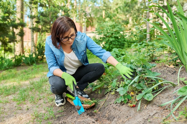 Vrouw die tuingereedschap gebruikt om onkruid te verwijderen uit een bed met aardbeienstruiken