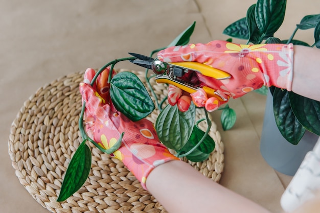 Foto vrouw die voor huisplant zorgt, takken snoeit met snoeischaar, tuinschaar in roze handschoenen met bloemen.