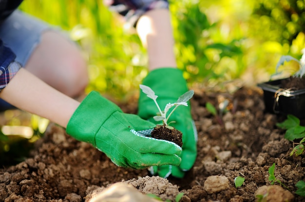 Vrouw die zaailingen in bed in de tuin planten bij de zomer zonnige dag