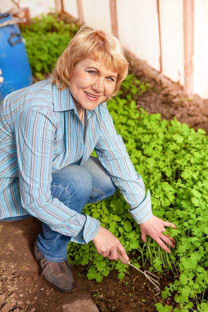 Vrouw die zaailingen plant. De vrouw van middelbare leeftijd in de tuin is blij, de zon schijnt.