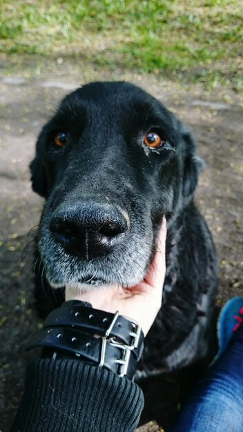 Foto vrouw die zwarte hond aaien.