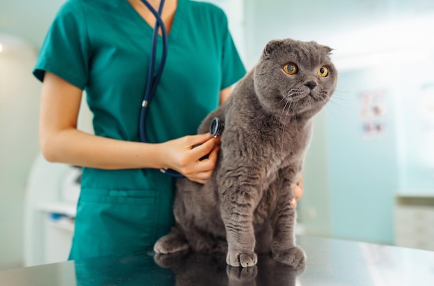 Vrouw dierenarts onderzoekt kat op tafel in veterinaire kliniek Medicijnbehandeling van huisdieren