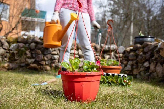 Vrouw drenken ingemaakte bloemen uit een tuin gieter in de achtertuin van een huis in het voorjaar. diy-concept