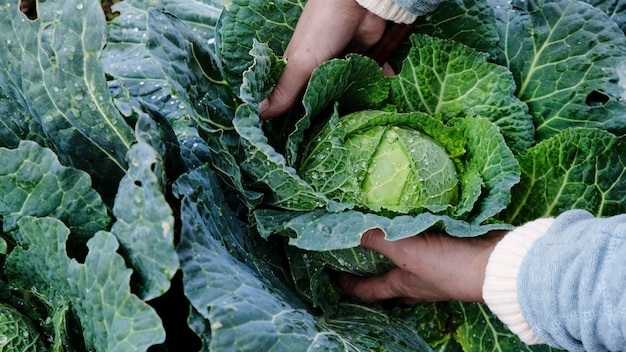 Vrouw een kool verscheuren in de moestuin