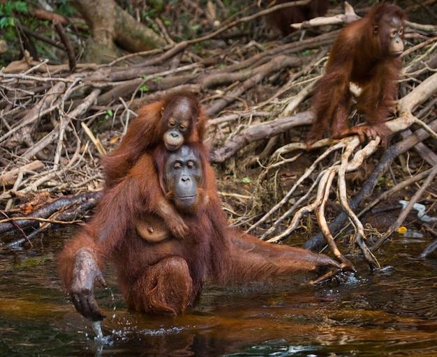 Vrouw en baby orang-oetan drinken water uit de rivier in de jungle. Indonesië. Het eiland Kalimantan (Borneo).