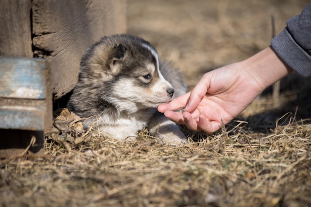 Foto vrouw en hond in de tuin achtergrondxa