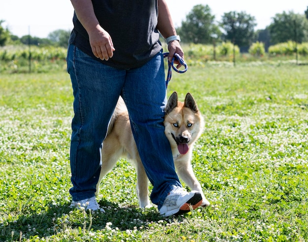 Foto vrouw en pomsky in de natuur