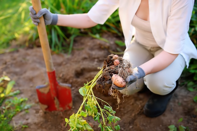 Vrouw geschoeid in laarzen graaft aardappelen in haar tuin.